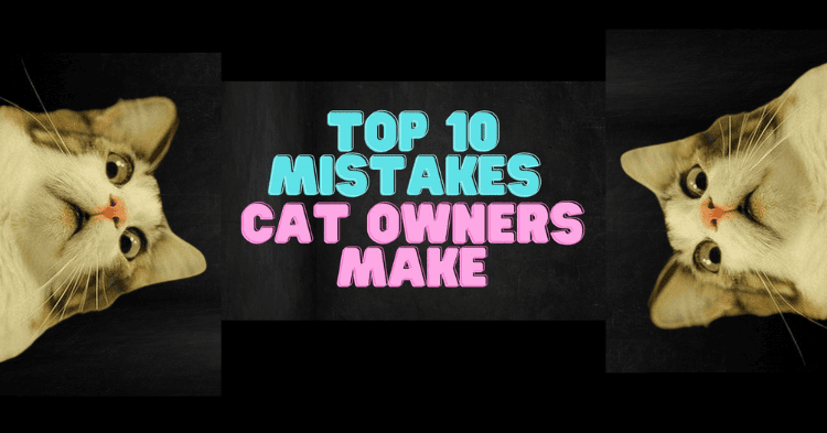 Top 10 mistakes cat owners make