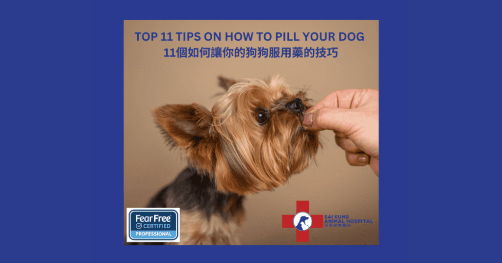 TOP 11 TIPS ON HOW TO PILL YOUR DOG