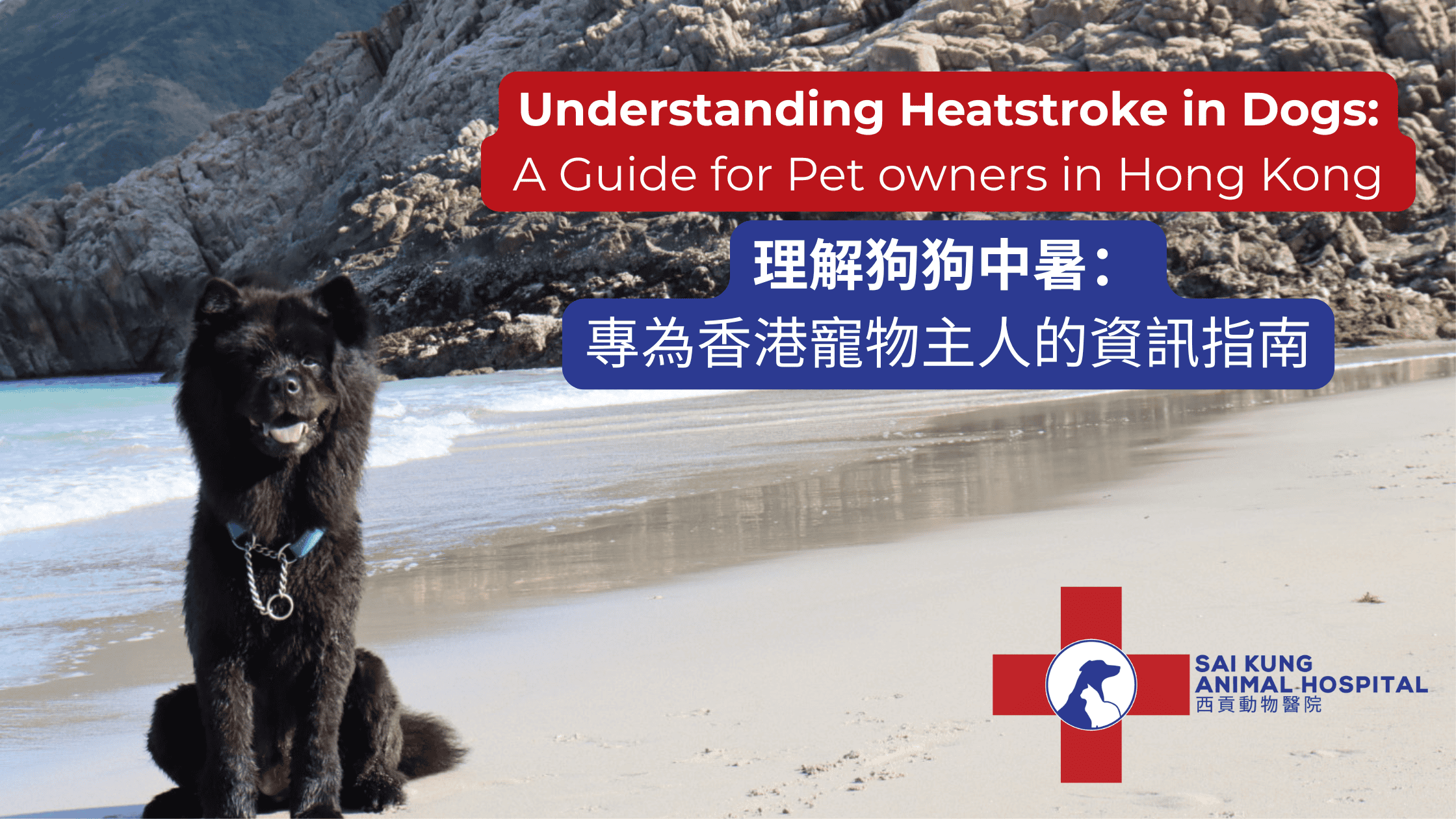 Understanding Heatstroke in Dogs: A Guide for Pet Owners in Hong Kong
